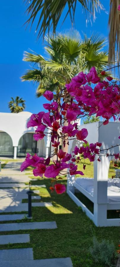 Maison - Dar Ouled Soltane แกมมาร์ท ภายนอก รูปภาพ